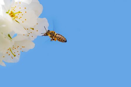 European honey bee hovering next to blooming white cherry blossoms. Insects, agriculture, botany and season conceptsの写真素材