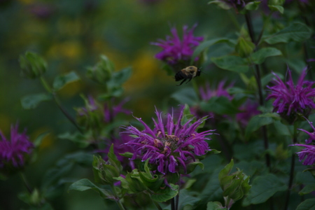 Bumble bee captured in flight flying among purple flowersの写真素材
