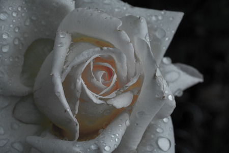 White and pink rose blossom with water droplets on petals after an evening rain shower with a black back groundの写真素材