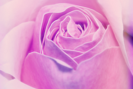 Closes up pink rose background soft focus for happy valentine's dayの写真素材