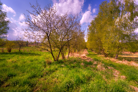 Spring trees on country fieldの写真素材