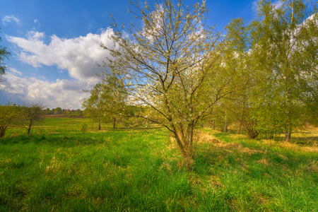 Spring trees on country fieldの写真素材