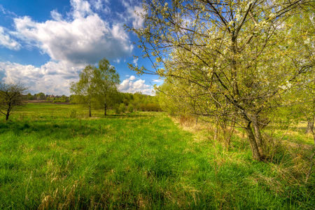 Spring trees on country fieldの写真素材