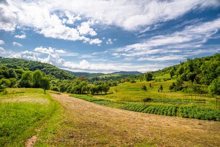 vegetable garden in the village on a background of green trees and mountains. Summer season.の写真素材