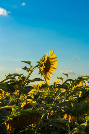 sunflower fieldの写真素材