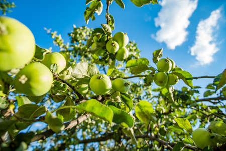 many green apples on a tree on a background of the sky on which the sun shines. eco gardenの写真素材