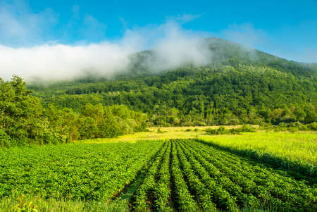 vegetable garden on a background of mountains in the fog blue sky. growing vegetables.ecoの写真素材