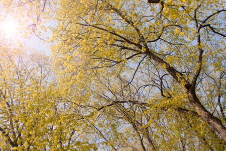 yellow autumn leaves on trees on a background of sky and sun. The rays of the sun. Season.