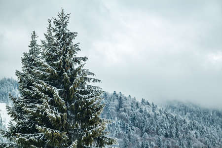 snow-covered Christmas trees on a background of forest in the fog. winter season.の写真素材
