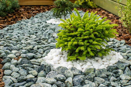 Ornamental shrub in the garden lined with stones.の写真素材