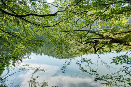 tree branches with green leaves on a background of lake.の写真素材