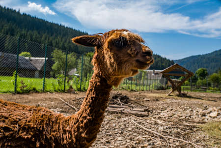 brown llama in the park.の写真素材