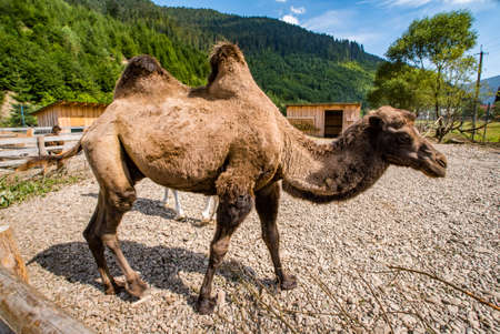 brown camel in the park on a background of forests and mountains.の写真素材