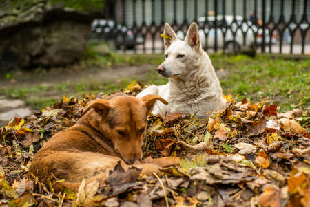 stray dogs in the park in the leaves lying in the trees.