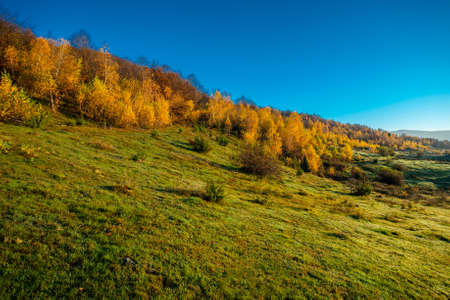 green meadow of grass with autumn trees with yellow leaves and blue sky. autumn season.