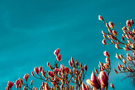 flowering pink magnolia on a background of blue sky on the street. The flowers bloom in early spring.の写真素材