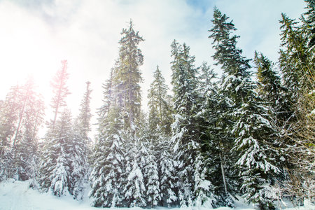 pine trees in a snowy forest in the sun. beautiful winter background.