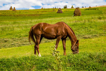 brown horse on a glade eats grass on a background of mountains and blue sky.の写真素材
