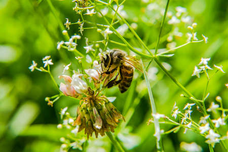 bee collects nectar from flower blossoms on a background of blurred grass in the garden.