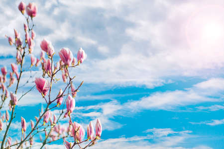 pink magnolia flower on a background of sky clouds in the sun. Beautiful background.