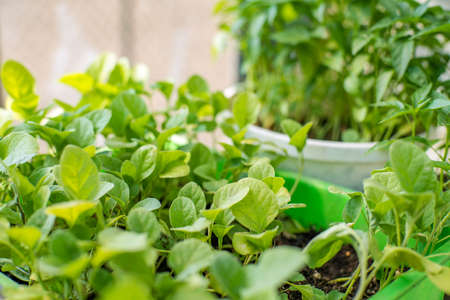 young seedlings in a greenhouse.の写真素材