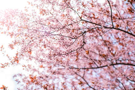 sakura rose petals on a tree in the garden. beautiful floral background.の写真素材
