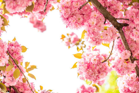 sakura tree in bloom on a white background.