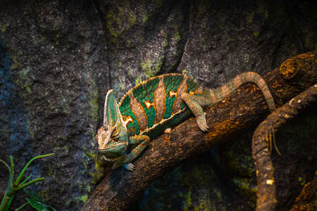 Chameleon on a branch. Exhibition of terrarium animals. Lizard species.の写真素材