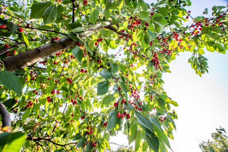 clusters of ripe red cherries hanging on a cherry tree branch with green leaves and blurred background. kind of fruit. Summer season. Eco food. Sunbeams. place for text. background.の写真素材