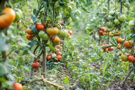 tomato. tomatoes ripen in the garden. eco food. homemade grown food. vegetarian products. fresh vegetables. cherry tomato.の写真素材
