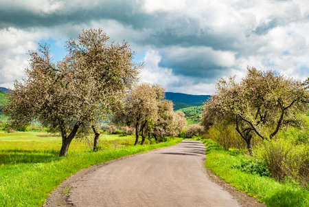 spring trees near the road on a background of mountains. Spring landscape. countryside.の写真素材