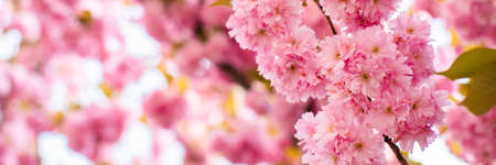 beautiful background of flowering sakura flowers in early spring season.