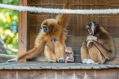 family of monkeys at the zoo in summer season.