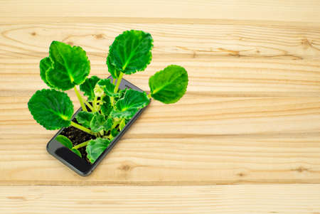plant comes out of the phone screen on a wooden background. Eco technology.の写真素材
