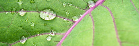 green leaf covered with drops of water. The concept of purity of products in the world....