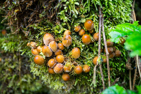 mushroom on the moss forest. natural background.