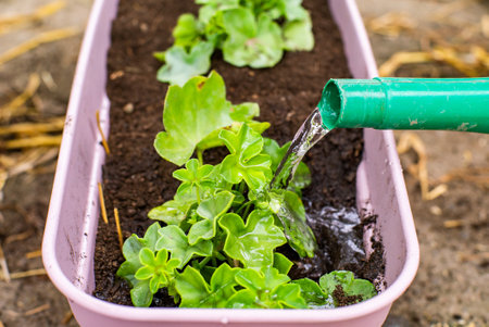 watering can watered transplanted flowers in a pot on a warm spring day.の写真素材