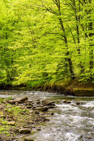 stream flows near the trees.の写真素材