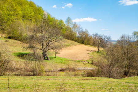 grassy hills covered with trees on a warm spring day blue sky with clouds. spring nature scenario.の写真素材