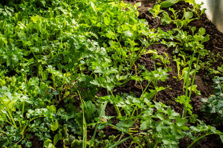 dill. seedlings in a greenhouse. eco product. healthy food. season.