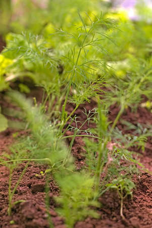 Dill bed close up. green food background. The concept of vitamins, growing healthy foods on earth. A...