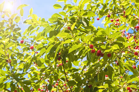 ECO Cherry in the sunny garden. Ripe cherries hanging from a cherry tree branch in the orchard. Sun...
