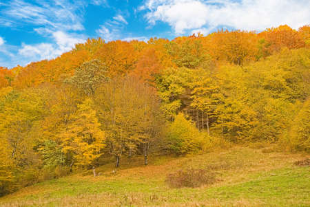 Autumn forest landscape with autumn leaves and warm light illuminating the golden leaves. autumn forest scene. Bright October day in a colorful forest, maple autumn trees.の写真素材
