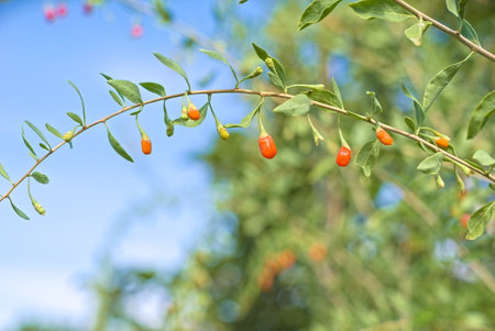 Goji berry fruits and plants in a sunny orchard. nutritious fruits