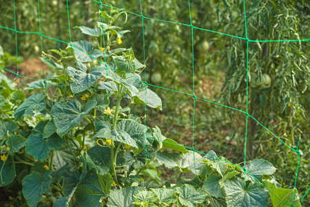 Organic vegetables, close up of green cucumber on the farm