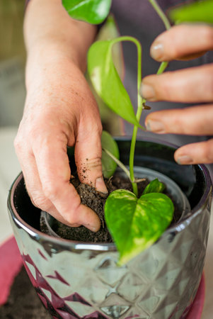 a woman transplants a flower. Home gardening, greenery concept. A gardener transplants a houseplant into a pot.の写真素材