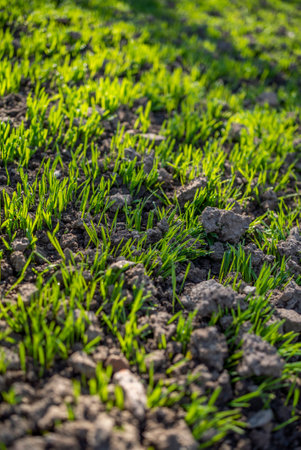 wheat sprouts from the ground in the sun.の写真素材
