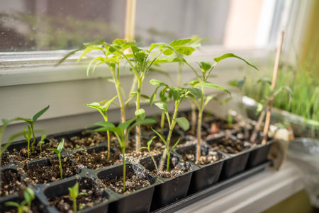 seedlings on windows at home. growing vegetables at home.の写真素材