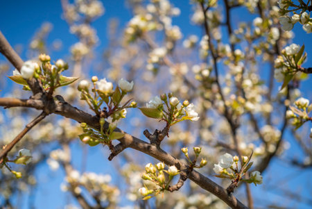 Blossoming branch of apple tree with white flowers on blue sky backgroundの写真素材