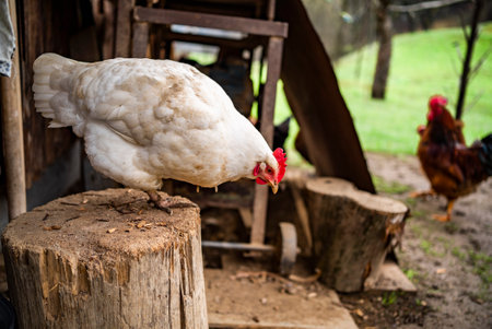 chickens near the farm on the chickens near the farm on the street.の写真素材